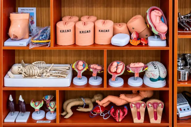 Midwifery Models